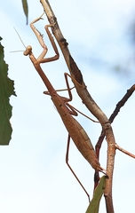 Archimantis latistyla