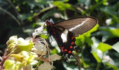 Parides proneus
