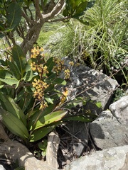 Polystachya mauritiana