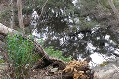 Veronica derwentiana