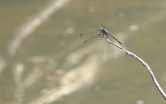 Dythemis nigra