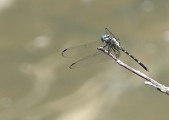 Dythemis nigra