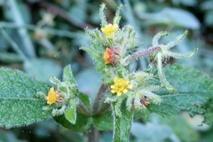 Sigesbeckia jorullensis