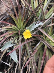 Daustinia montana