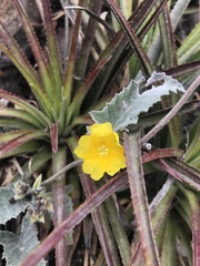 Daustinia montana