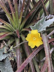 Daustinia montana