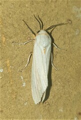 Pareuchaetes pseudoinsulata