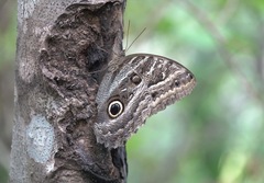 Caligo illioneus