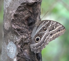Caligo illioneus