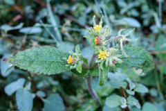 Sigesbeckia jorullensis