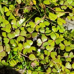 Hydrocotyle sulcata