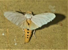 Pareuchaetes pseudoinsulata