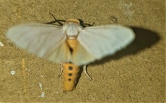 Pareuchaetes pseudoinsulata