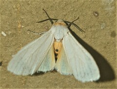 Pareuchaetes pseudoinsulata