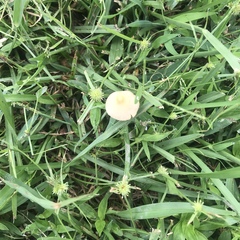 Conocybe apala albipes