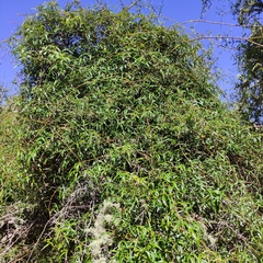 Rubus schmidelioides