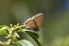 Catopyrops florinda