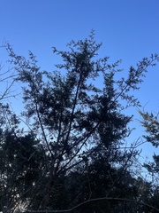 Cupressus