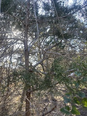 Cupressus