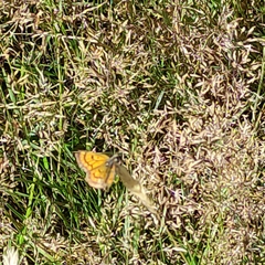 Lycaena