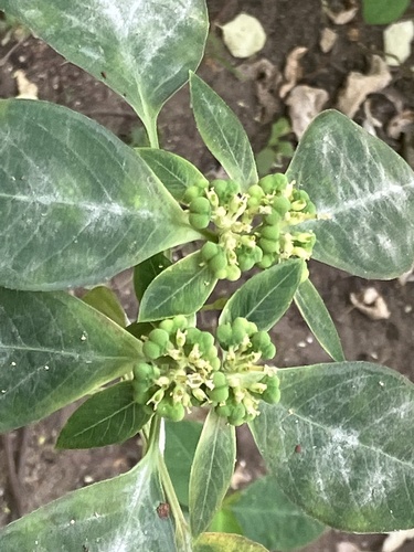 painted spurge