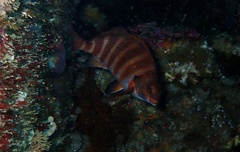 Chirodactylus spectabilis