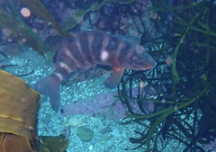 Chirodactylus spectabilis