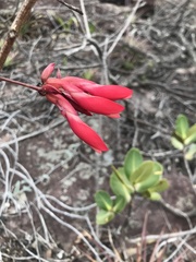 Camptosema coriaceum