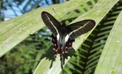 Parides proneus