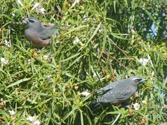 Eremophila bignoniiflora