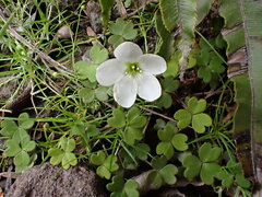 Oxalis magellanica