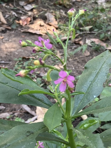 Philippine spinach