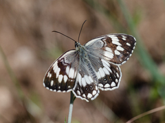 Melanargia larissa