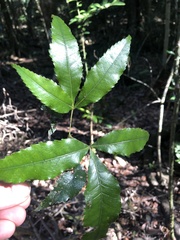 Pseudoweinmannia lachnocarpa