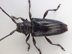 Disterna norfolkensis