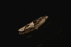 Melanodaedala scopulosana