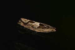 Melanodaedala scopulosana