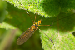 Nephrotoma appendiculata