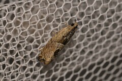 Melanodaedala scopulosana