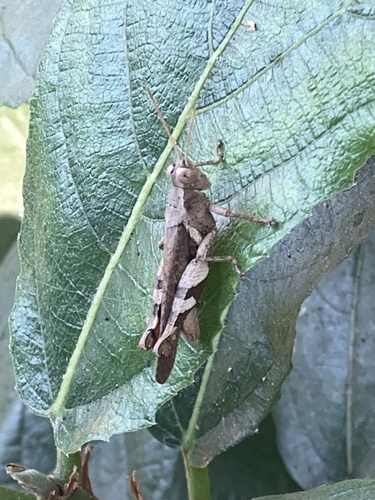 Rufous-legged Grasshopper