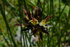 Juncus jacquinii