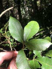 Pseudoweinmannia lachnocarpa