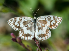 Melanargia grumi