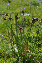 Juncus jacquinii