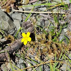 Argentina anserinoides