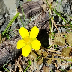 Argentina anserinoides