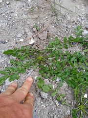Lepidium desvauxii