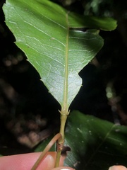 Pseudoweinmannia lachnocarpa