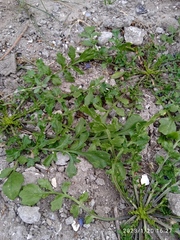 Lepidium desvauxii