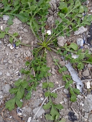 Lepidium desvauxii